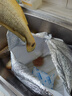 鴻順【冰鮮】黃花魚4條4斤 生鮮魚類 寧德大黃魚 地標產(chǎn)品 源頭直發(fā) 曬單實拍圖
