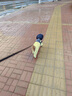 鋒上寵物雨衣全包小狗狗雨衣四腳防水泰迪比熊寵物小型犬防臟雨天衣服 XXL適用于16-20斤 幼犬/小型犬 曬單實(shí)拍圖