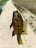 龍王恨魚(yú)餌野戰藍鯽香腥釣餌江河湖庫黑坑野釣鯽魚(yú)鯉魚(yú)草青鳊魚(yú)釣魚(yú)餌料 曬單實(shí)拍圖