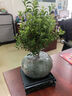 開時果 小葉赤楠盆景擺件 辦公室桌面綠植花卉好養(yǎng)盆栽植物源頭直發(fā)包郵 【熱銷款】哥窯浸墨盆+苔蘚+底座 曬單實(shí)拍圖