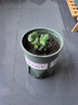 草莓苗四季奶油草莓苗種植盆栽陽(yáng)臺庭院地栽當年結果南方北方種植 四季草莓 【特別推薦4盆裝】 曬單實(shí)拍圖