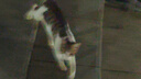 安佳（Anchor）新西蘭進(jìn)口奶源 高鈣高鋅高蛋白 含乳鐵蛋白 學(xué)生奶粉25g*16 曬單實(shí)拍圖