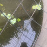 紅鯉魚苗淡養(yǎng)殖食用興國紅鯉魚塘魚缸好養(yǎng)耐活紅鯉魚苗冷水觀賞魚 精品紅鯉魚苗4-6cm 10條送10%防損 曬單實拍圖