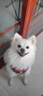 艾爾狗糧 蛋黃  多維狗糧成犬專(zhuān)用糧全犬種通用犬糧 10KG 曬單實(shí)拍圖