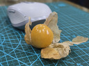 良知農(nóng)哥【順豐】東北新鮮洋菇娘果 新鮮黃姑娘果燈籠果菇?jīng)龉麕?5斤彩箱裝 曬單實(shí)拍圖