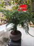 貴秘書【精品】文竹盆栽植物室內(nèi)凈化空氣辦公室綠植花卉盆栽盆景小盆栽 老樁翠綠文竹+紫沙舍得盆+青苔+方底座 曬單實拍圖