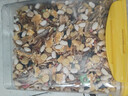 冠之亞倉鼠糧食營(yíng)養主糧金絲熊面包蟲(chóng)干零食用品五谷凍干食物的鼠糧飼料 新升級倉鼠倉鼠營(yíng)養海鮮糧4000ml 曬單實(shí)拍圖