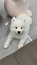 仰元薩摩耶幼犬純種活體微笑天使熊版薩摩大型犬雪橇犬薩摩耶犬寵物狗 血統級 薩摩耶 母 曬單實(shí)拍圖