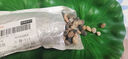 天然原生態(tài)溪流石底砂魚(yú)缸專(zhuān)用過(guò)濾鵝卵石小石頭龜缸造景裝飾底砂 4-8mm【2斤裝】 天然溪流石 曬單實(shí)拍圖