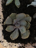 多肉植物精選圖片品種發(fā)貨照圖辦公室室內(nèi)陽臺桌面圖片品種指定品 紫珍珠+淡雪+黃麗+藍鳥+盆土 曬單實拍圖
