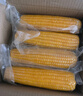 佳農 內蒙黃糯玉米棒8袋*220g 軟糯香甜 真空鎖鮮 源頭直發(fā) 禮盒包郵 曬單實(shí)拍圖