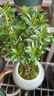 小葉赤楠盆景植物辦公花卉基地直銷批發(fā)綠植盆栽室內(nèi)擺件花卉綠植 赤楠+冰裂紋盆+苔蘚+底座 曬單實(shí)拍圖