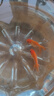 精品金魚(yú)觀(guān)賞魚(yú)養不死自來(lái)水鴻運當頭好養耐活魚(yú)冷水淡水魚(yú)風(fēng)水魚(yú) 精品金魚(yú)組合顏色隨機 5-7厘米3條 曬單實(shí)拍圖
