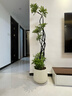 臨雅特級鴨腳木客廳綠植物高級感八方來(lái)財大型盆栽高端大氣上檔鴨掌木 【旗艦款】造型鴨腳木1.4-1.5m+米白聚寶盆 曬單實(shí)拍圖