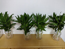 花行榜 觀(guān)音竹富貴竹水培植物花卉綠植 觀(guān)音竹+冬瓜玻璃瓶 2套源頭直發(fā) 曬單實(shí)拍圖