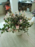種花的大象花葉絡(luò)石盆栽陽(yáng)臺(tái)彩葉花卉辦公室五彩耐寒綠植客廳室內(nèi)盆景植物 花葉絡(luò)石配小蠻腰吸水盆【買一送一】 20-30cm 曬單實(shí)拍圖