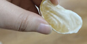 京喜加云南湖北青皮蜜桔橘子高山青皮酸桔子應(yīng)季時(shí)令水果孕婦生鮮 蜜桔帶箱4斤50-60mm 曬單實(shí)拍圖