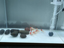 【鶴頂紅】精品金魚(yú)幼苗小魚(yú)魚(yú)苗紅帽招財(cái)冷水鴻運(yùn)當(dāng)頭獅子頭好養(yǎng)魚(yú)苗小型 鴻運(yùn)當(dāng)頭買(mǎi)6送4 4-6厘米【靈動(dòng)好看】 曬單實(shí)拍圖