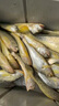 伊酷達（ECOODA）驚蝶二代黃魚竿 近海船釣竿海釣拉流底釣舟山黃姑魚竿龍鳳尾竿稍 40號2.1米直柄（負荷20-70#） 曬單實拍圖