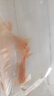 AIPHAROW精品水泡金魚活魚國粹觀賞魚泡眼淡水冷水活體招財(cái)水族寵物紅五花 8-9cm精品紅水泡 1條 曬單實(shí)拍圖