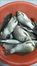 過(guò)江風(fēng)釣魚(yú)餌料誘魚(yú)劑鯽魚(yú)鯉魚(yú)專(zhuān)用餌料野釣黑坑濃腥正品通殺魚(yú)餌 買(mǎi)三贈二【一秒上魚(yú)】 曬單實(shí)拍圖