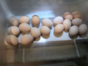 正大食品【無抗】正大鮮雞蛋18枚1.01kg 曬單實拍圖