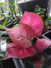繽賢吉利紅盆栽綠植花卉室內(nèi)客廳辦公吸水盆四季好養(yǎng)美觀紅色植物觀賞 吉利紅【原裝盆】 #22 曬單實(shí)拍圖