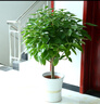 八目尚賞平安樹(shù)大型綠植平安樹(shù)盆栽幸福樹(shù)四季常青綠色植物居家辦公花卉 80-90cm平安樹(shù) 不含盆 曬單實(shí)拍圖