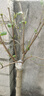 景郁春 JIRYUCUR丁香花樹(shù)苗盆栽陽(yáng)臺庭院濃香紫丁香嫁接3厘米粗源頭直發(fā) 曬單實(shí)拍圖