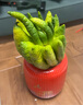 佛手柑云南單個(gè)大佛手柑鮮果食用清供把玩聞香【青黃果隨機發(fā)】 【推薦】單果350-500g 1個(gè) 發(fā)貨均為綠色，長(cháng)時(shí)間擺放會(huì )變黃 曬單實(shí)拍圖