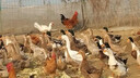 高鈣貝殼粉雞用飼料中大小雞鴨鸚鵡保健沙骨粉鴿子喂蘆丁雞補鈣粉 5斤裝貝殼粉2-5mm 曬單實(shí)拍圖