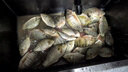 川澤無(wú)結快鎖線(xiàn)組成品主線(xiàn)組套裝日本進(jìn)口魚(yú)線(xiàn)主線(xiàn)強拉力綁好競技線(xiàn)組 4.5m【4卷裝】+收納盒剪刀 1.2號 曬單實(shí)拍圖