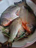 過(guò)江鳳高蛋白水庫野釣鯽鯉魚(yú)餌料四季通用釣魚(yú)餌料包上鉤 1瓶【體驗裝】 曬單實(shí)拍圖