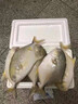 【JD&順豐】鯧魚(yú) 金鯧魚(yú) 新特大號金鯧魚(yú)新鮮海捕平魚(yú)金昌魚(yú) 凈重無(wú)冰 3條【嘗鮮】 400-600g/條 一人吃 曬單實(shí)拍圖