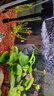 博宇（BOYU）魚(yú)缸過(guò)濾器三合一增氧泵水族箱打氧過(guò)濾桶迷你循環(huán)潛水泵充氧一體 PGB-1000(長(zhǎng)60到1米缸) 曬單實(shí)拍圖