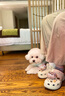 卡駱馳（crocs）經(jīng)典云朵Clog女沙灘洞洞鞋涼拖鞋206750 206750-2Y2  38  曬單實拍圖