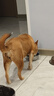 京東京造 鮮肉狗糧無(wú)谷全價(jià)狗糧小型犬糧7kg泰迪比熊博成犬 曬單實(shí)拍圖