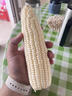 桃西村漳州北海道牛奶水果玉米【順豐】新鮮即食爆漿冰糖白甜玉米水果 2根 單果220g/根 | 獨立包裝 曬單實(shí)拍圖