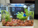 森森 超白玻璃小魚(yú)缸HRK-300套缸款(長(zhǎng)29.5cm)熱彎玻璃+過(guò)濾器+水草燈 曬單實(shí)拍圖