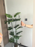 小匠材亞克力軟鏡子貼墻自粘穿衣鏡全身鏡宿舍家用試衣鏡宿舍鏡子60*150 曬單實(shí)拍圖