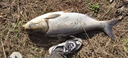漢鼎一號5代魚(yú)竿超輕手竿4.5米臺釣竿鯽魚(yú)竿碳纖維手桿 4.5m小綜合 曬單實(shí)拍圖