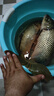馥郁香氣味傳播劑穿水靈魚(yú)多巴多巴鹽魚(yú)安素飛鯉王多青環(huán)穿云鯽誘魚(yú)小藥 魚(yú)安素30ml 曬單實(shí)拍圖