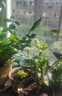 茉莉花苗盆栽帶花苞九里香老樁花卉植物室內濃香四季開(kāi)花好養 大份茉莉花【4-6顆】花苞飽滿(mǎn) 曬單實(shí)拍圖