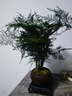 幼薇文竹盆栽植物室內(nèi)綠化四季迷你辦公室綠植擺件桌面好養(yǎng)創(chuàng)意小盆景 文竹+舍得小紫砂盆+圓形底盤 帶盆栽好 曬單實(shí)拍圖