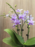 京東京造特級(jí)茉莉花茶八次窨制茉莉龍毫清香型100g茶葉禮盒企業(yè)團(tuán)購(gòu)送禮 曬單實(shí)拍圖