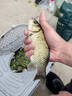 民間藝人 影系列納米魚漂套裝裝高靈敏加粗醒目鯽魚鯉魚野釣浮漂ZS02 曬單實拍圖