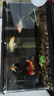 獨寵你獨寵你客廳負壓魚(yú)缸桌面真空懸浮支架創(chuàng  )意一體缸生態(tài)缸黑色大號 曬單實(shí)拍圖