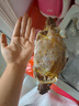 舟山梭子蟹鮮活特大野生大螃蟹新鮮冷凍海鮮水產(chǎn)海蟹飛蟹白蟹順豐 7-9兩/只【5斤凈重 特大肥壯】 曬單實(shí)拍圖