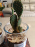 多肉植物仙人掌盆栽室內肉肉仙人球小盆栽開(kāi)花可愛(ài)桌面綠植 紅毛掌+玻璃盆+黃金砂+營(yíng)養土 含盆 曬單實(shí)拍圖