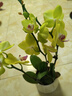【蝴蝶蘭盆栽帶盆】帶花帶花苞室內(nèi)花卉高端綠植年貨喜慶植物花卉 黃色系3劍蝴蝶蘭【品種隨機(jī)】北歐盆 曬單實(shí)拍圖